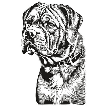 Dogue de Bordeaux dog pet sketch illustration, black and white engraving vector realistic breed pet