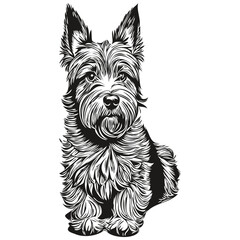 Scottish Terrier dog face vector portrait, funny outline pet illustration white background sketch drawing