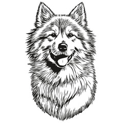 Samoyed dog pencil hand drawing vector, outline illustration pet face logo black and white realistic breed pet