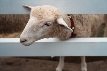 sheep in the farm, young sheep, cute sheep, sheep in a field