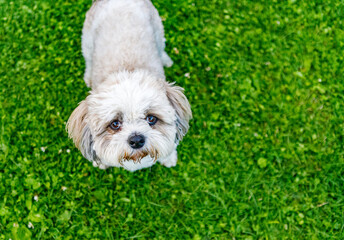 A dog on a green lawn