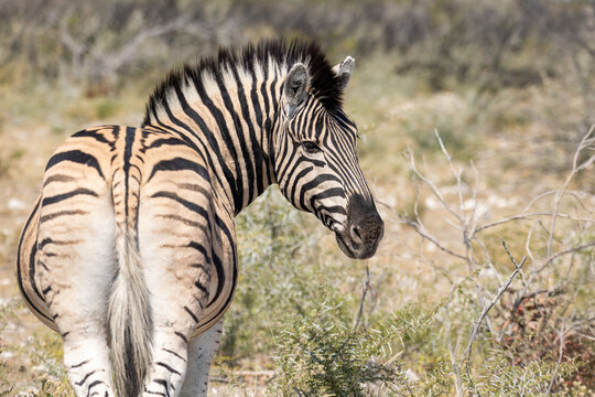 Close up image of a zebra, Equus quagga, or Equus burchellii from behind