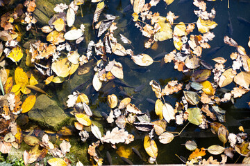 leaves on the water