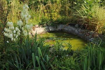 Small garden pond with green water. The pond is overgrown with thick grass. Abandoned pond.