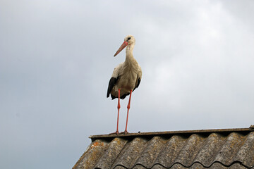 Stork on the roof of the house against the gray sky.