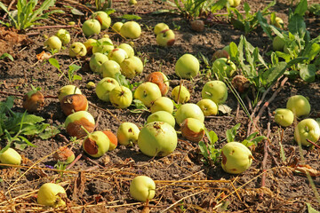 Fallen apples lie on the ground. Lots of rotten apples. Plant diseases.