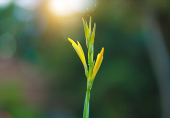  flower in the garden