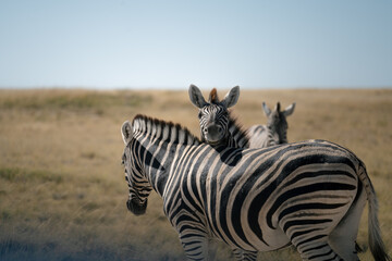 Fototapeta na wymiar Happy Zebra