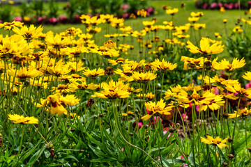 Obraz premium Flowers