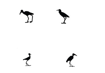 Obraz premium minimal African Jacana icon design illustration.eps