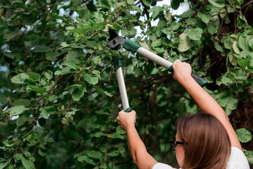 The gardener's hands are cut off with special pruning shears, fruit trees in the garden. Plant...