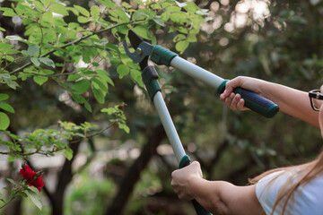 The gardener's hands are cut off with special pruning shears, fruit trees in the garden. Plant...