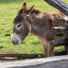 Single brown donkey, framed by split rail fence. 
