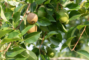 Pears ripening on a tree.