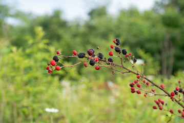 Wild blackberry bush in the summer morning sun.