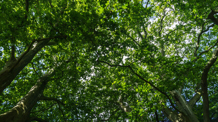 Fototapeta premium Baumkrone in einem Park