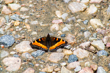 Fototapeta na wymiar admiral butterfly on the ground