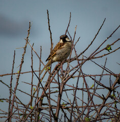 Bushy Sparrow