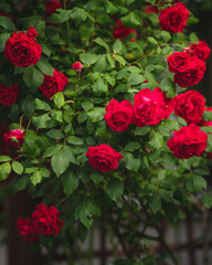 Nice red roses in the garden in summer