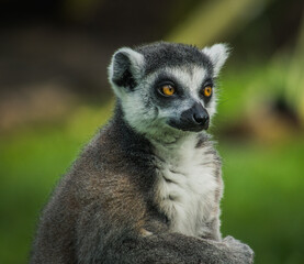 Fototapeta premium Grey Lemur