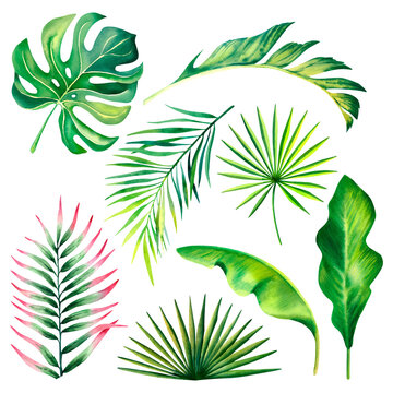 A set of monstera leaves, palm branches, leaves. Watercolor illustration on a white background. Tropical plants. Exotic nature.