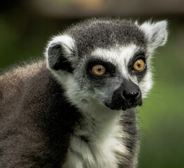 Lemur Watching