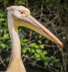 Long Beaked Pelican