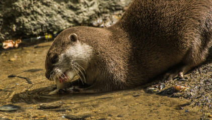 Otter eating fish