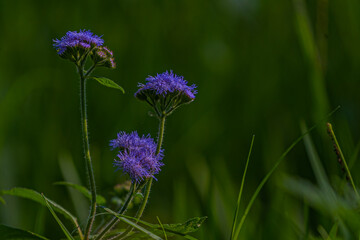 Purple Flower blooming