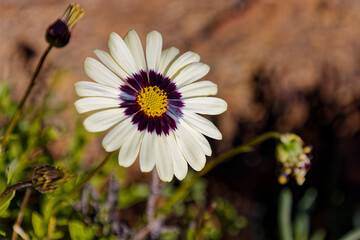 A lovely white daisy with a purple center in the Karoo Botanical Garden, in Worcester, Western Cape, South Africa.