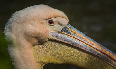 Pelican Head