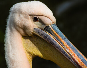 Pelican looking