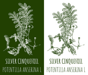 Drawing SILVER CINQUEFOIL. Hand drawn illustration. The Latin name is otentilla anserina L.
