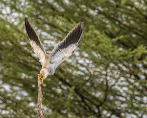 A Black Shouldered Kite