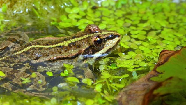 The marsh frog (Pelophylax ridibundus), frog in water among duckweed