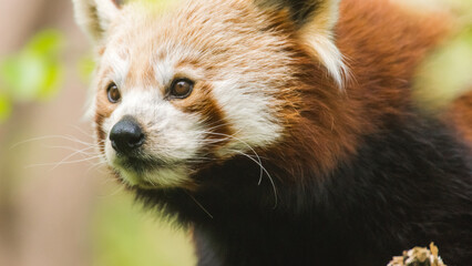 Proud Red Panda