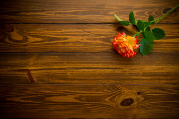 one red beautiful blooming rose on a wooden table