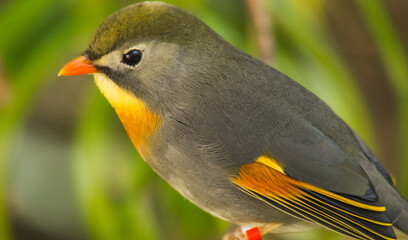 Red Billed Leiothrix