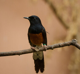 Small Magpie Robin Perched