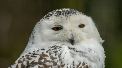 Snowy Owl Watching