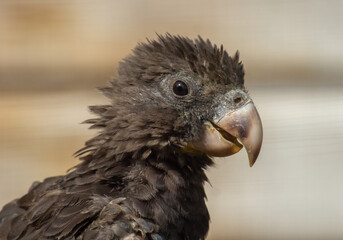 Smailing Vasa Parrot