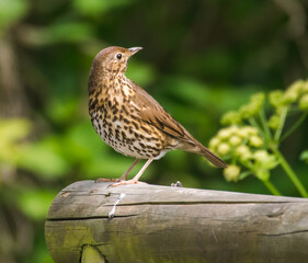 Song Thrush Watching