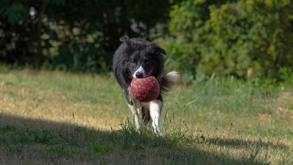Playing with a older border collie in Jena