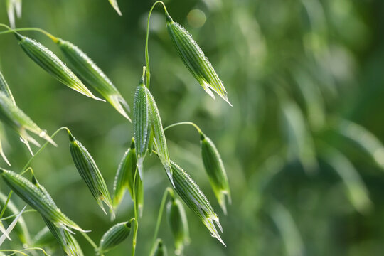 Young green oats on the field in the morning dew. A field of young green oats. The concept of a good harvest, agriculture.