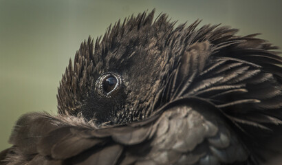 Vasa Parrot Sleeping