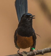 Tail Up Magpie Robin