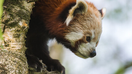 Watching Red Panda