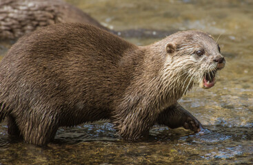Wide Mouthed Otter