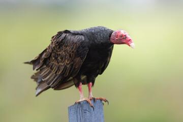 Turkey vulture sitting on a post, Cathartes aura, Costa Rica