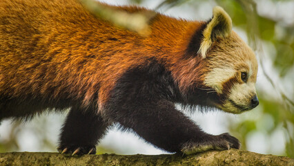 Walking Red Panda